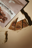 Lydor Salted Caramel Pecan